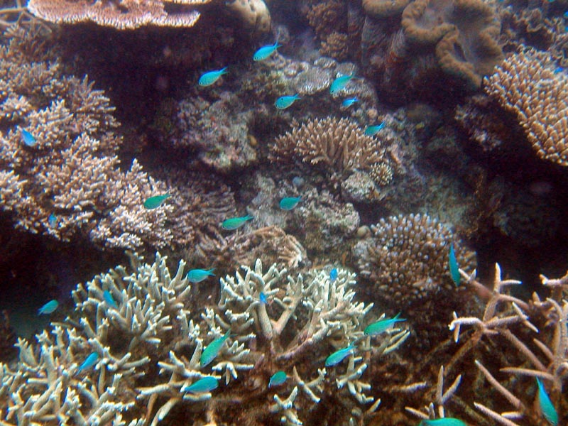 chromis