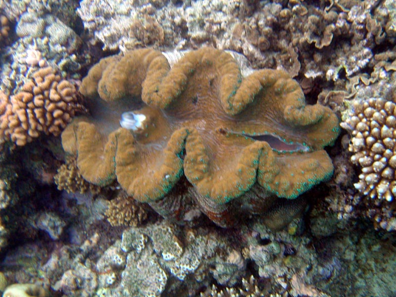 clam3