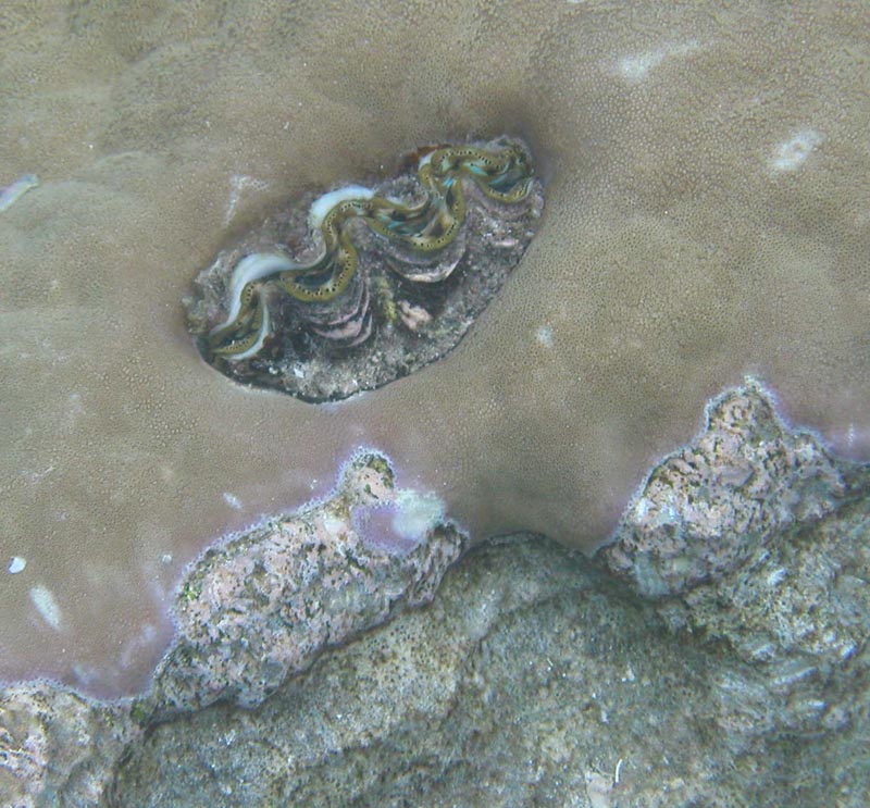 claminrock