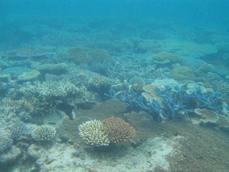 coralfield1