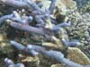 bluecoral1