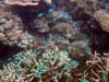 chromis