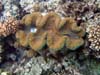 clam3