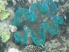clam6a