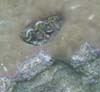 claminrock