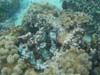 coral2