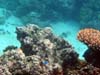 coralfielda